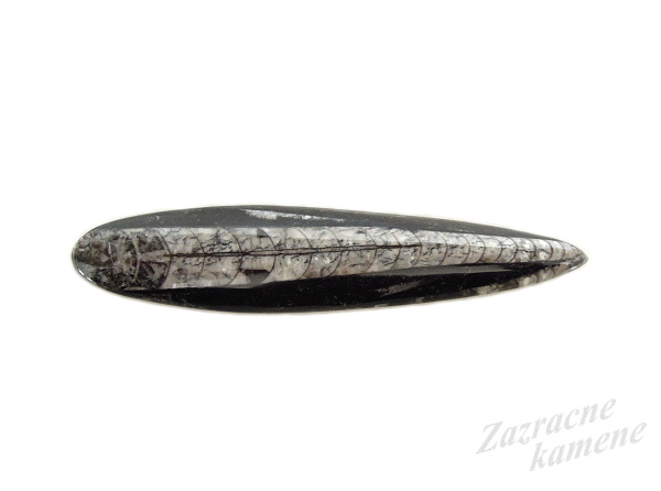 Orthoceras