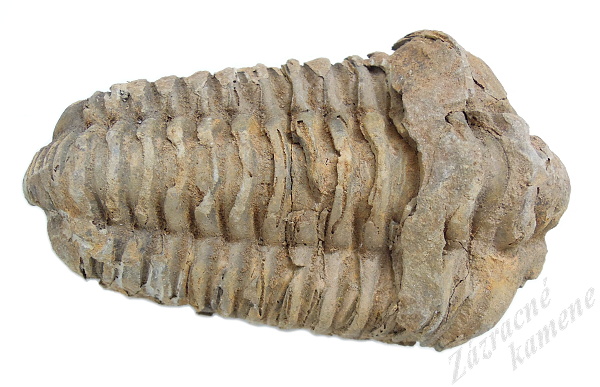 Trilobit 