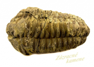 Trilobit XL