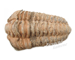 Trilobit XL