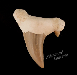 Žraločí zub 