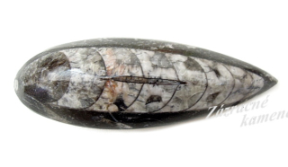 Orthoceras