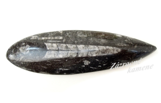 Orthoceras