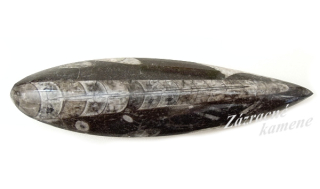 Orthoceras