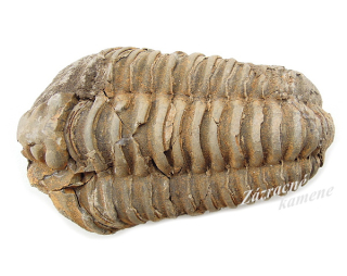 Trilobit XL