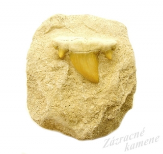 Žraločí zub v hornine