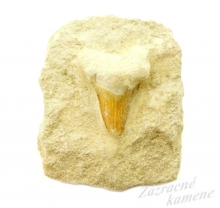 Žraločí zub v hornine