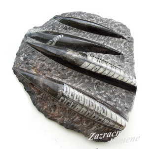 Orthoceras doska