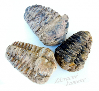 Trilobit 