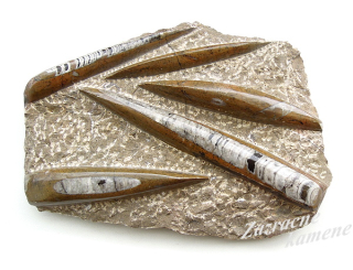 Orthoceras doska